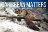 Celebrating World Turtle Day