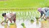 Kisan Credit Card Loan Scam Unearthed in Jammu and Kashmir