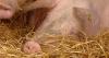 Danish reforms could cut pork exports and boost British producers