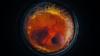 Chicks hatched from artificial eggshells, a new mission to study Earth's magnetosphere and more science stories