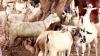 Goat, sheep prices increase in Mogadishu and Dubai ahead of Eid al-Adha