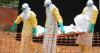 Africa CDC warns 10 countries at risk as Congo Ebola outbreak worsens