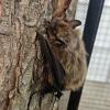 Squam Lakes Science Center looking for a few good bat counters