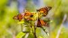 Monarch butterflies and dozens of native plants return after Minnesota solar farm plants wildflowers beneath its panels