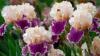 Divide These 8 Plants in August – It's the Secret to Bigger, Healthier Borders Next Year