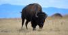 Footage Emerges of Tourist Being Flipped Into the Air by Yellowstone Bison