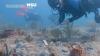 Florida University Named Coordination Hub for Coral Reef Research