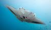 InterContinental Maldives celebrates World Oceans Day with conservation-focused experiences