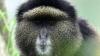 DNA traces reshaping Rwanda's wildlife conservation efforts