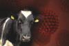 John Steenhuisen calls for a collaborative action plan between South Africa and Botswana to combat FMD
