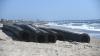 North Carolina keeps rebuilding beaches. How long can sand last?