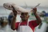Countries push new protections for the Amazon’s iconic migratory catfish