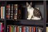 Purrs and Pages Set to Open Unique Cat Café and Bookstore in Ocala