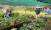 Launch of SATREPS Project: Implementation of a Comprehensive Sweet Potato Seedling Management System for National Food Security