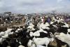 Unrest, fuel costs push up Nigeria sheep prices as traders lament sluggish sales