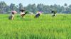 Unfazed by El Nino, Telangana Farmers Sow More Area Than Last Year