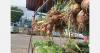 Dutch onion expertise applied in Suriname
