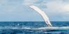 This Island Is One of the Only Places Where You Can Swim With Humpback Whales