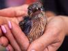 Two chicks from species classified as extinct in the wild born at Smithsonian zoo’s conservation campus