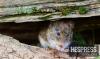 France recommends home isolation for close contacts of hantavirus case, risk 'low'