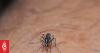 Cooks dengue-free, but cases still being reported in other areas of the Pacific