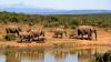 Inside the race to protect South Sudan’s wildlife corridors