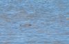 US conservation groups challenge MMPA comparability findings for several foreign fisheries