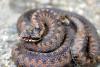 Warming Is Raising the Risk of Encounters With Venomous Snakes