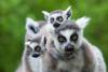Madagascar Is Back On The Radar. What Experts Say Travelers Should Know