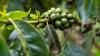 USDA forecasts record global coffee production and exports in 2026/27