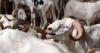 Burkina livestock ban welcomed by consumers but hits traders hard