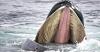 Humpback Whales Keep Opening Their Mouths and Nobody Knows Why