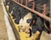 R-CALF calls for M-COOL amid beef import plan