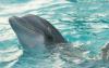Singapore to Halt Sourcing and Breeding Dolphins