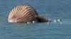 Whale Timmy ‘set to EXPLODE’ on beach as its rotting carcass slowly inflates after ‘catastrophic’ rescue attempt