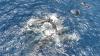 Watch the first sperm whale birth caught on video by scientists
