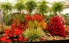 Grenada blooms again at the Chelsea Flower Show