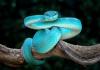 Climate change is pushing venomous snakes into new danger zones