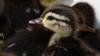 Wildlife Rehabilitation Center opens new aquatic facility to raise and release thousands of lost ducklings