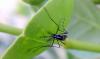 US dengue cases jumped 359% in 2024 amid global surge