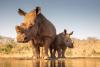 Buffett-backed nonprofit saving white rhinos wants more local tourism