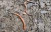 Red shift: Research project assesses the sprint speed of salamander species