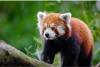Red panda health study begins in Myagdi