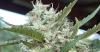 Cannabis grower gets first-ever permit to operate, 7 years after recreational legalization