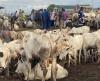 The Empty Stalls: How War, Policy, and a Warming Climate Are Pricing West Africans Out of Their Own Livestock Markets.