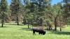 Woman dies after bison attack in South Dakota park