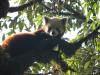 Stool testing launched to assess health status of endangered red pandas