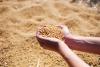 Soybeans Rally with the Products on Friday