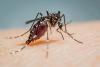 Company Plans to Drop 600,000 Bacteria-Infected Mosquitoes into DC This Summer