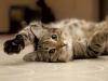 Researchers Want Info on Vermont Cats for Major Study
